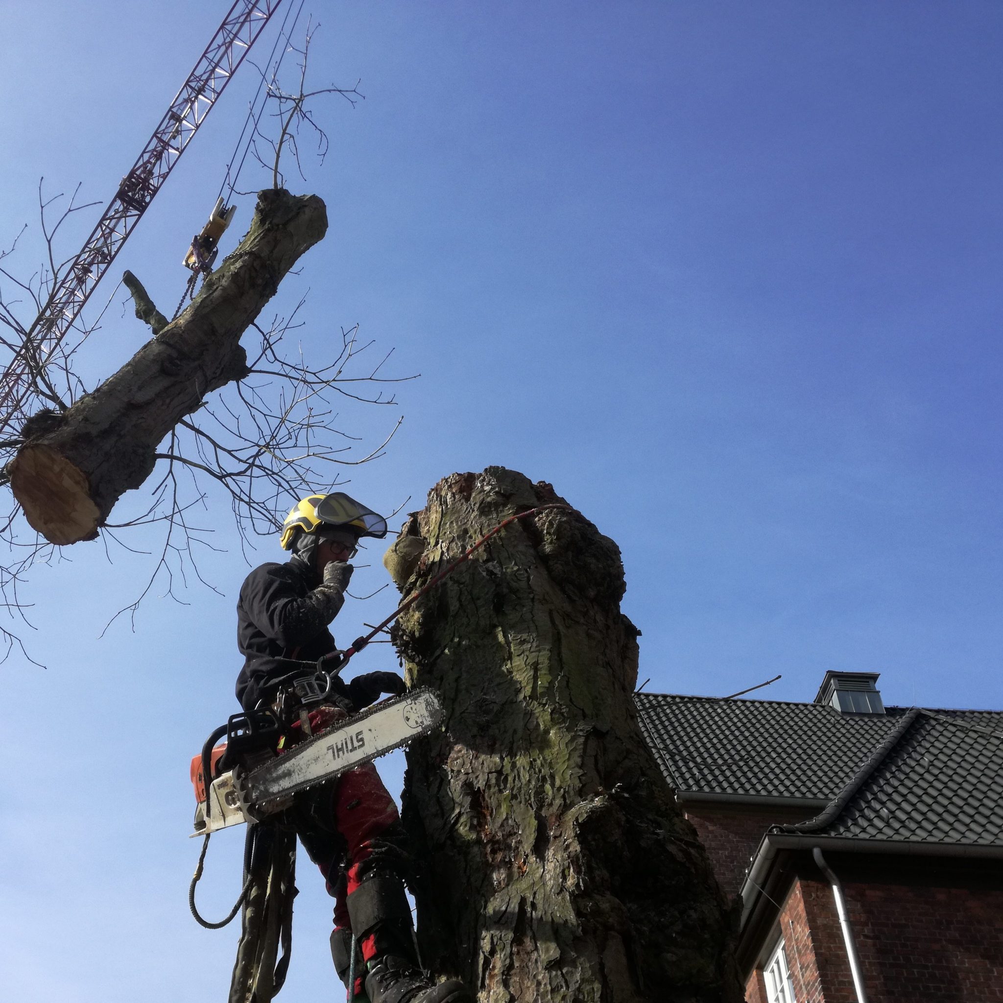 Treeline Baumpflege – Baumpflege, Baumfällung und Baumkontrolle vom ...